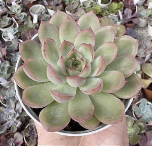 E. DALÍRIA POTE 9