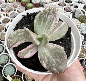 E. BERSERK VAR. POTE 9