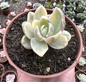 E. ALBICANS VARIEGATA POTE 9