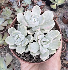 E. ALBICANS VARIEGATA POTE 9