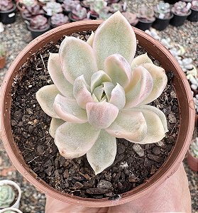 E. ALBICANS VARIEGATA POTE 9