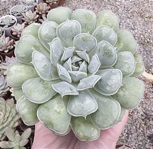 E. HIARIUM POTE 9