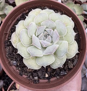 E. HIARIUM POTE 9