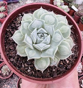 E. HIARIUM POTE 9