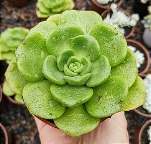 A. LILY PAD POTE 9