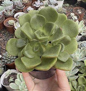 A. LILY PAD POTE 9