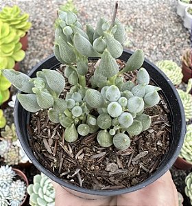 SENECIO CITRIFORMIS COLÔNIA POTE 9