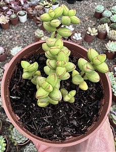 C. MONTICOLA POTE 9