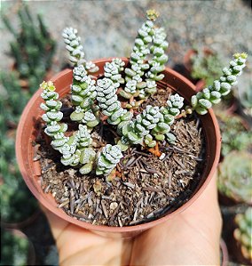 C. CORALLINA POTE 9