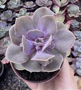 E. TROMPETTE POTE 9