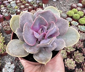 E. TROMPETTE POTE 9