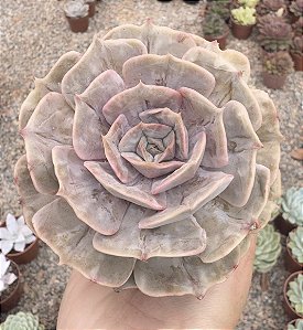 E. MARBLE (MAGIC BALL) POTE 9