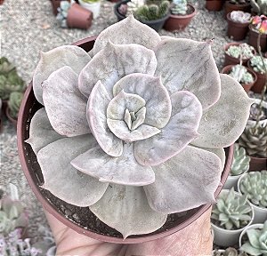 E. MARBLE (MAGIC BALL) POTE 9