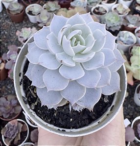 E. CANNADIAN POTE 9