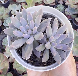 PACHY. DEVIL FINGERS POTE 9