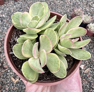 C. MONEY MAKER VAR. POTE 9 (COLÔNIA)