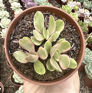 C. MONEY MAKER VAR. POTE 9 (COLÔNIA)