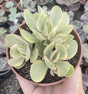 C. MONEY MAKER VAR. POTE 9 (COLÔNIA)