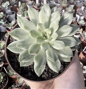 E. GREEN EMERALD VAR. POTE 9