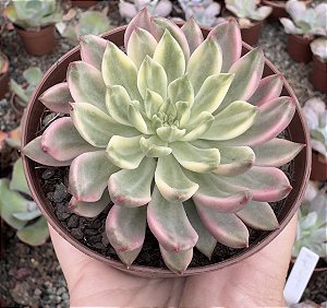 E. GREEN EMERALD VAR. POTE 9