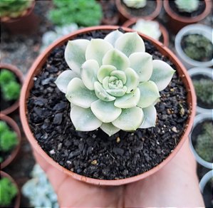 E. TINKERBELL VAR.  POTE 9