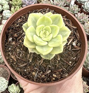 E. TINKERBELL VAR. POTE 9