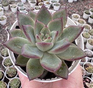 E. AGAV. MORGAIN POTE 9