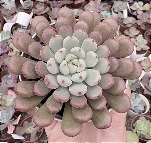 GRAP. SNOW PEACH POTE 9