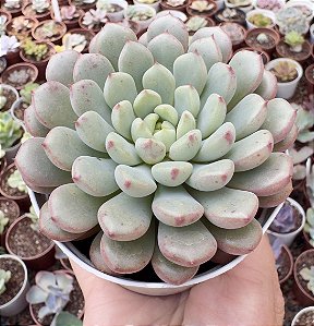 GRAP. SNOW PEACH POTE 9