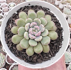 GRAP. SNOW PEACH POTE 9