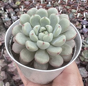 GRAP. SNOW PEACH POTE 9