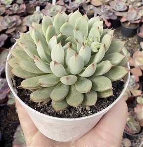 E. DREAM COREIA POTE 9