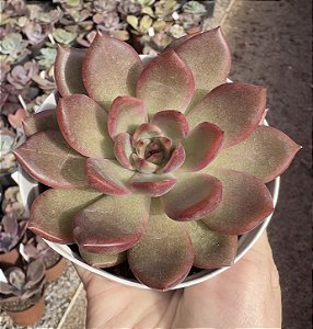 E. PURPLE MICRO STAR POTE 9