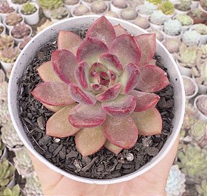 E. PURPLE MICRO STAR POTE 9