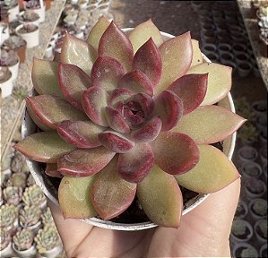 E. PURPLE MICRO STAR POTE 9