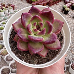 E. PURPLE MICRO STAR POTE 9