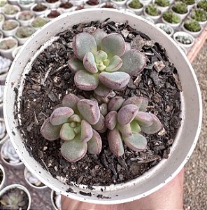 GRAP. PURPLE DREAMS POTE 9