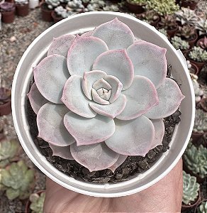 SED. SINFOROSANUM POTE 9