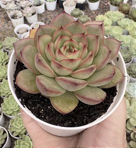 E. LADY MYRCELLA POTE 9