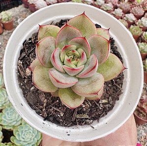 E. LADY MYRCELLA POTE 9