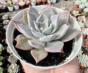 E. CUSPIDATA PARRASENSIS POTE 9