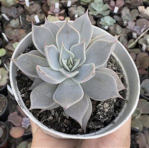 E. CUSPIDATA PARRASENSIS POTE 9