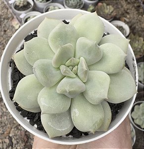 E. PEONY POTE 9