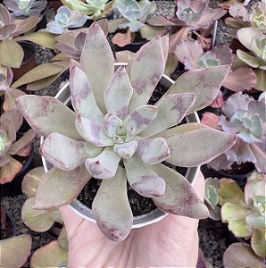 E. LADY LYANA POTE 9