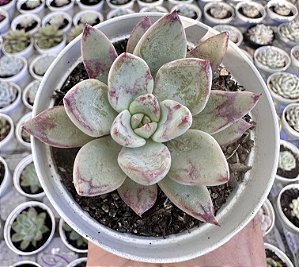 E. LADY LYANA POTE 9