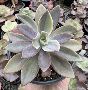 G. FRED IVES VAR. POTE 11