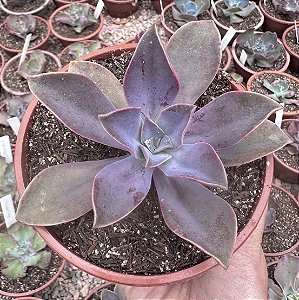 G. FRED IVES POTE 13