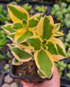 C. SARMENTOSA VAR. POTE 7