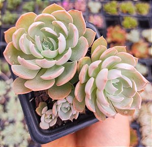 E. ANGEL POTE 7