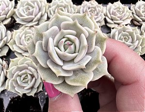 E. LOLA PLUG